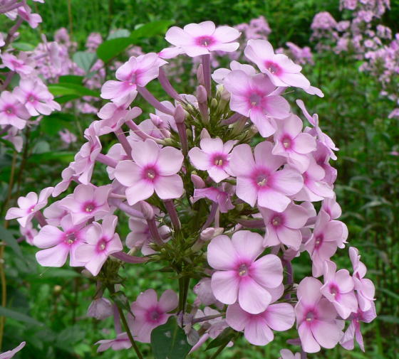 跡見群芳譜(外来植物譜 クサキョウチクトウ)